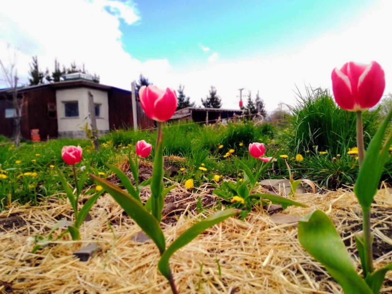 Arriba La Luna - Ecovilla Rural Trevelín Eksteriør billede